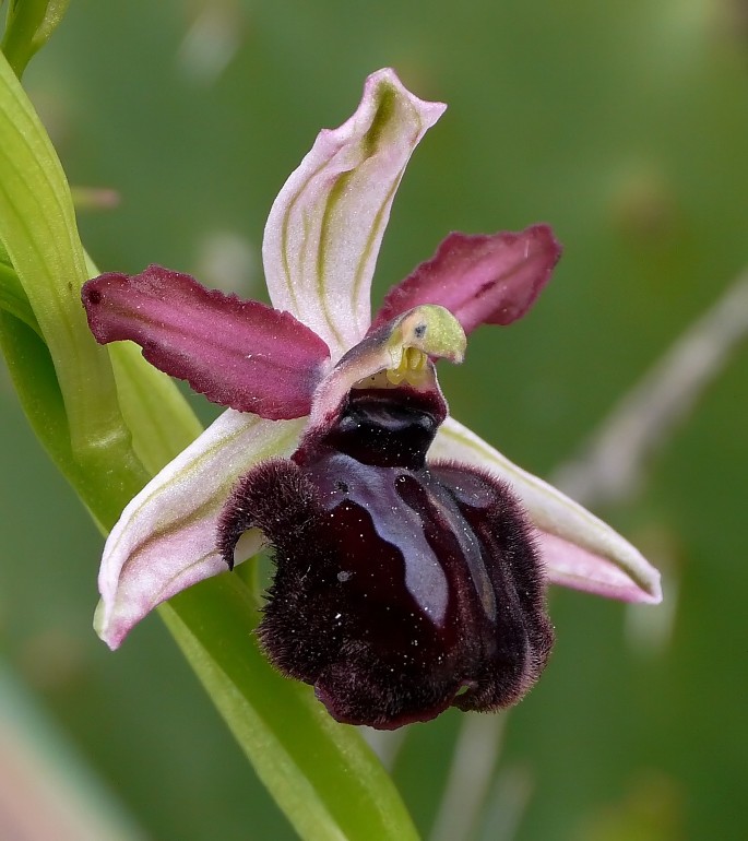 Prime Ophrys sipontensis